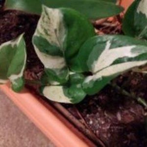 Glacier Pothos play bunch
